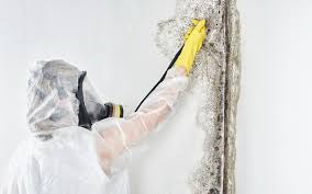 Professional Mold Prevention & Removal  in Brazoria, TX